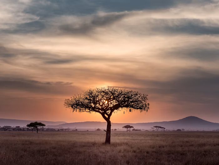 Safari